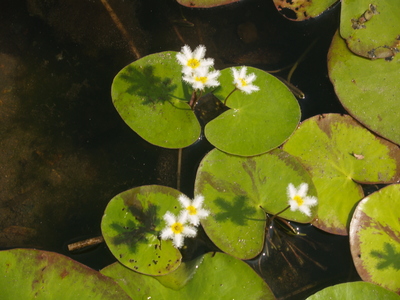 Nymphides 013.jpg